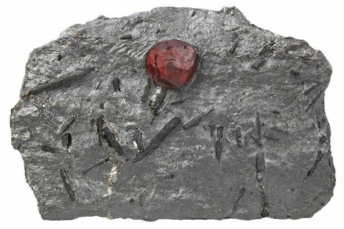 Red Embers Garnet in Graphite - Massachusetts #301065